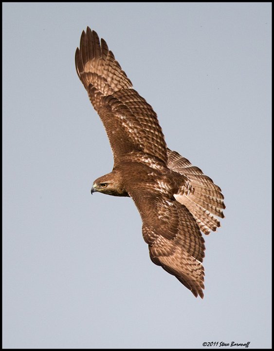 _1SB9194 red-tailed hawk.jpg